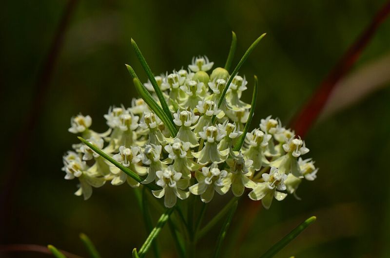 Whorled Milkweed Perfect For Dry Gardens