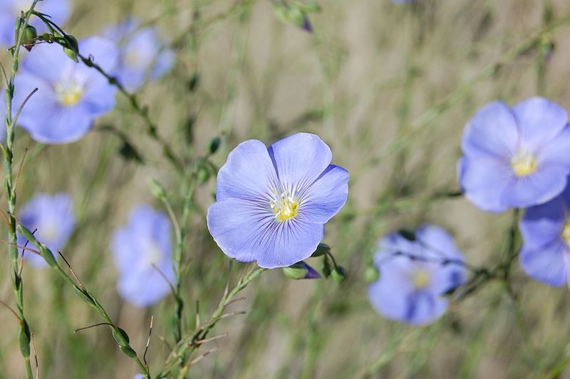 Blue Flax Adds Airy Stems And Blue Blooms