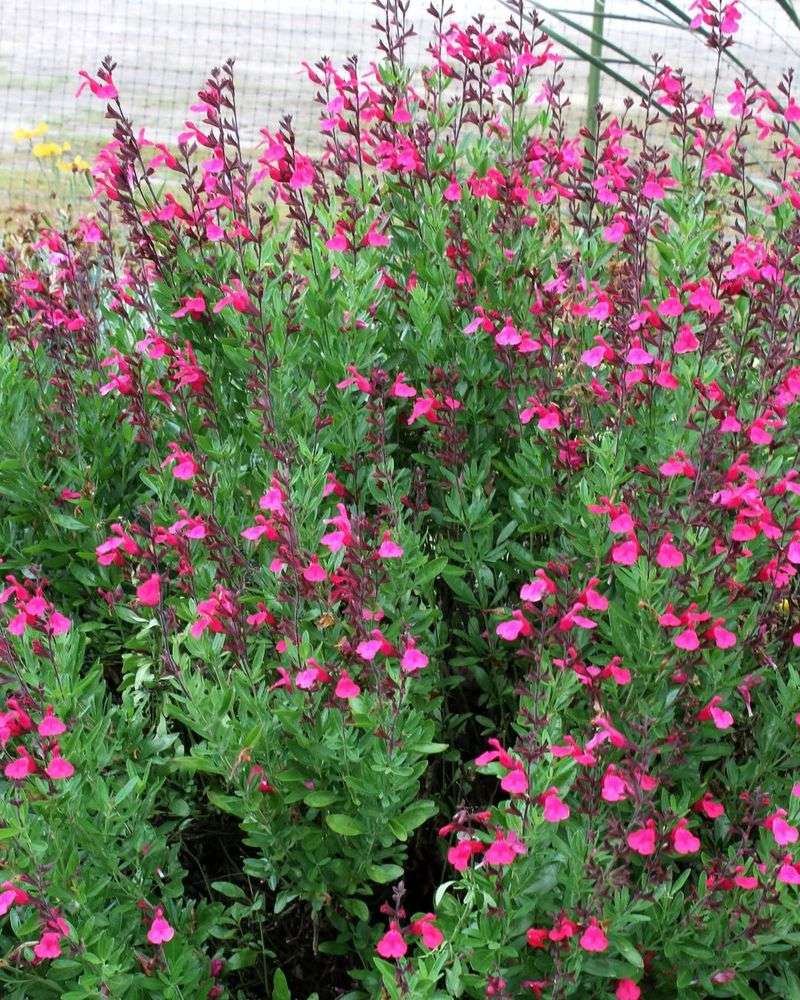 Autumn Sage Stays Fuller With A Light Spring Trim