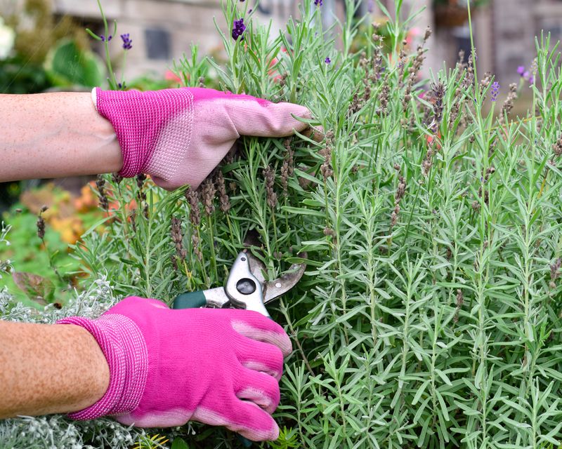 Lavender (Light Trim Only)