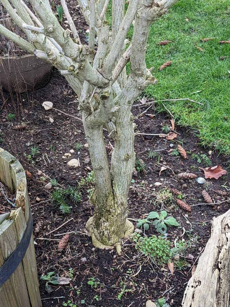 Rose Of Sharon Blooms On New Growth And Handles Spring Pruning Well