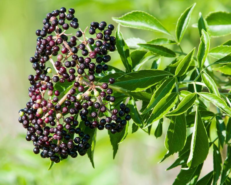 American Elderberry