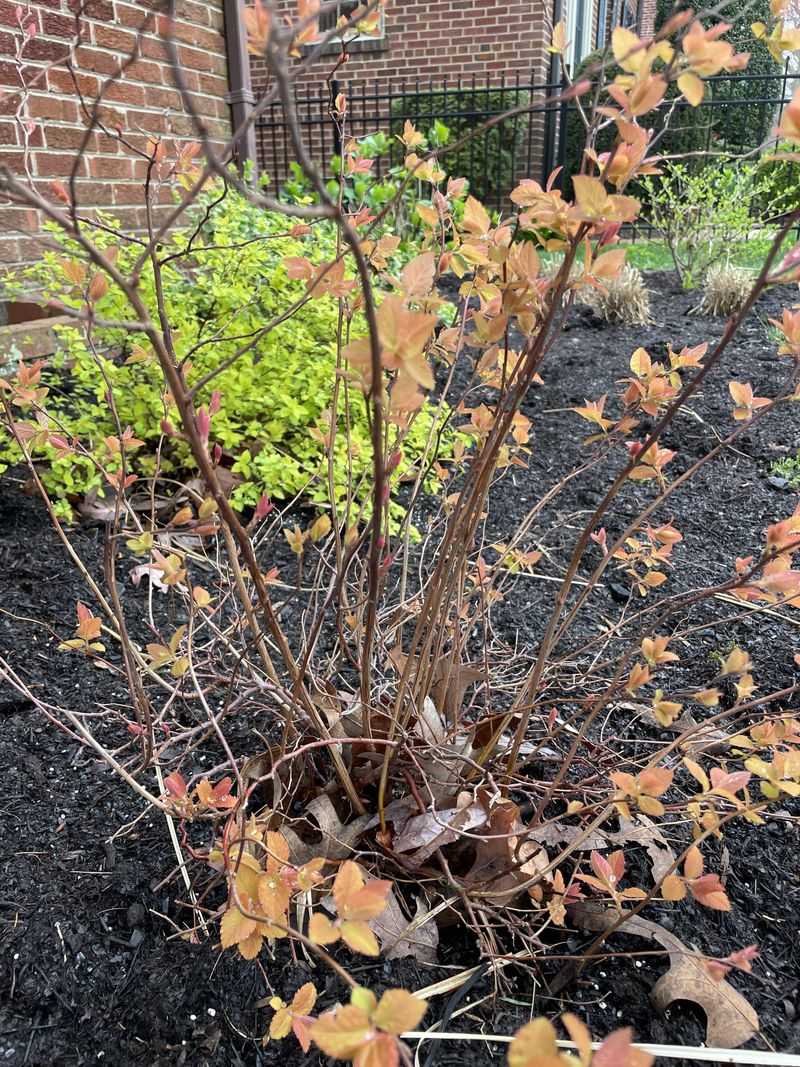 Avoid Heavy Pruning While Spirea Is Beginning To Leaf Out