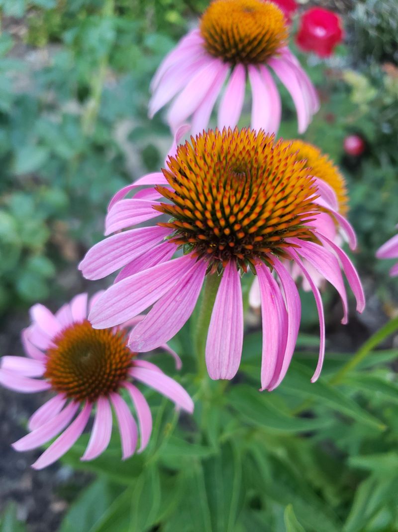 Light Pruning Or Removing Spent Blooms After The First Bloom