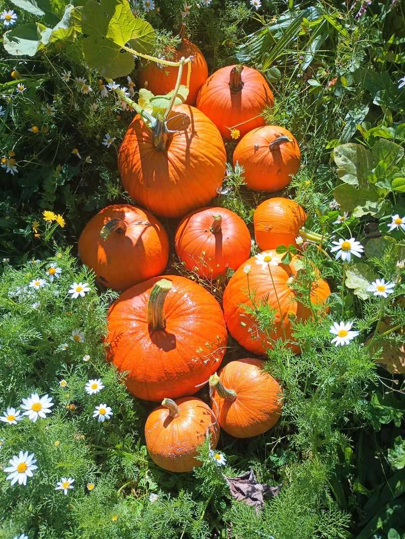 Pumpkins