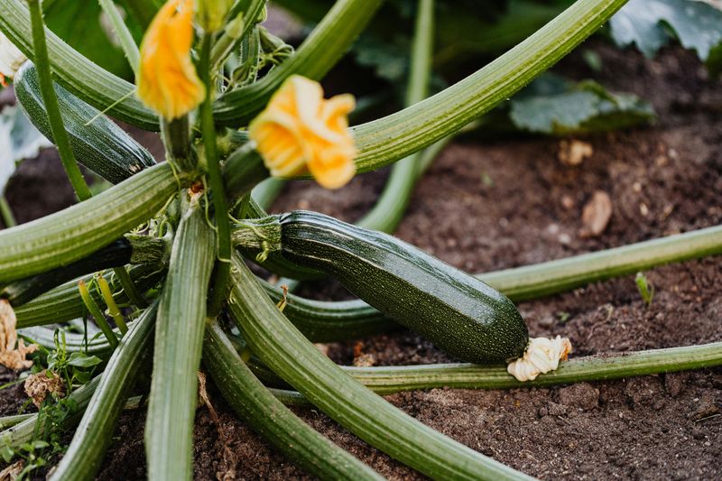 Zucchini Brings Big Leaves And Quick Spring Growth