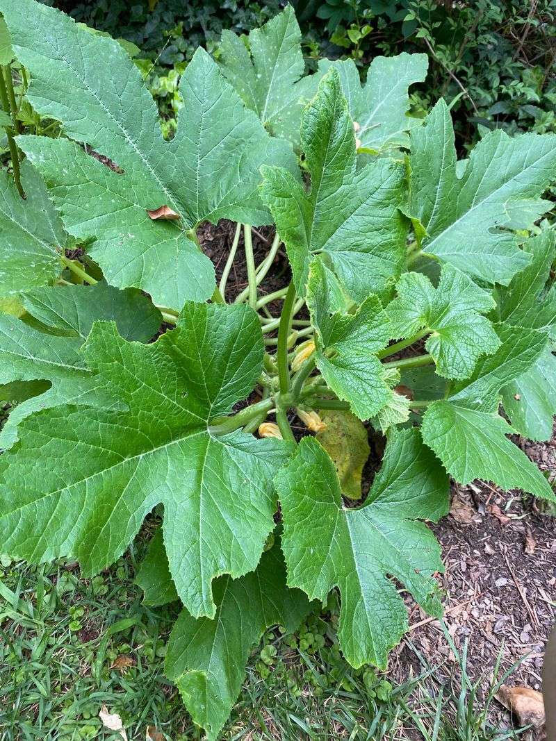 Zucchini Keeps Up With Georgia's Fast Spring Pace