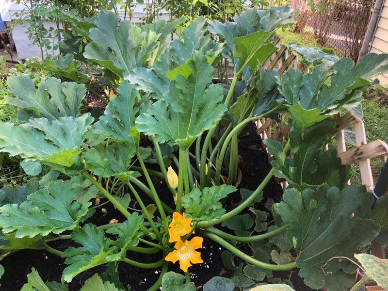 Zucchini Fills Garden Beds With Tender Green Fruit