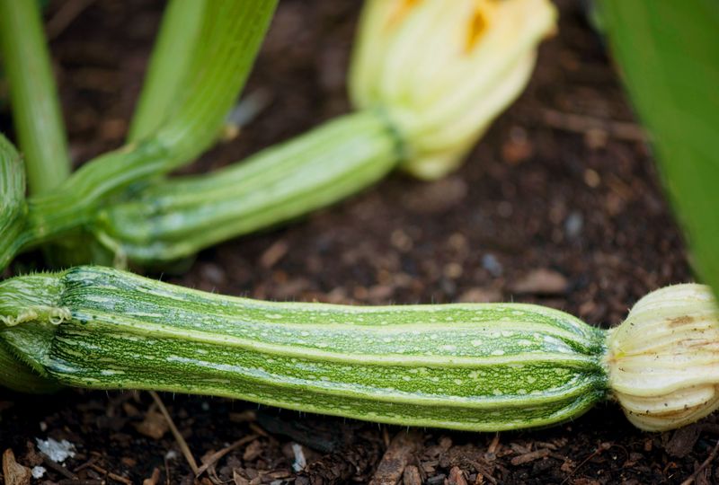 Zucchini With Unstoppable Growth