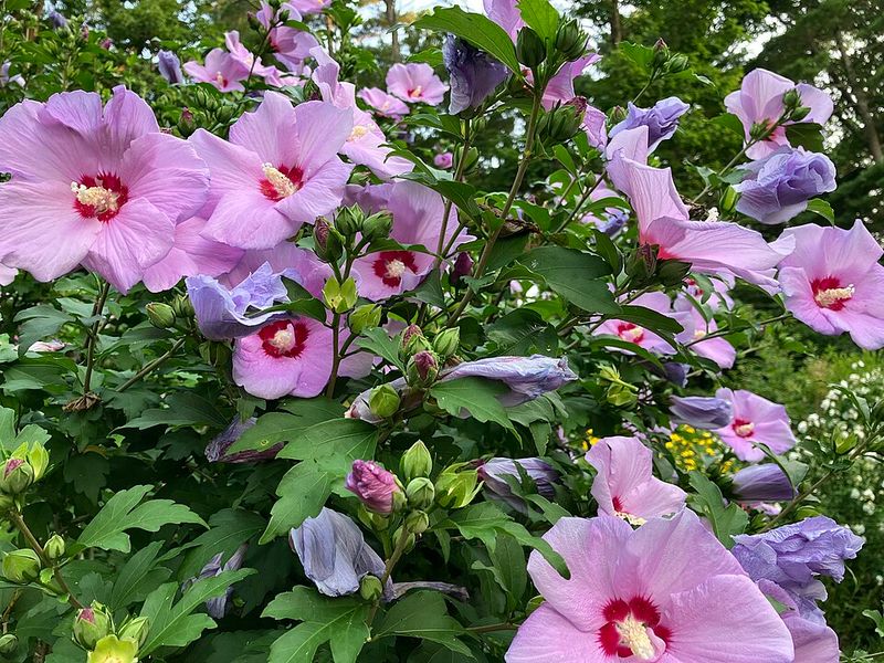 Rose Of Sharon Tolerates March Pruning To Manage Size And Shape