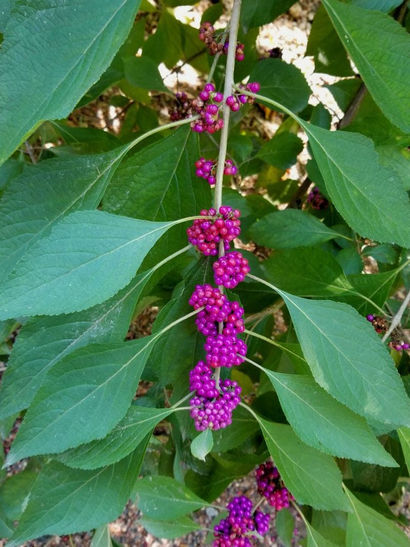 American Beautyberry Bounces Back And Keeps Fall Berries