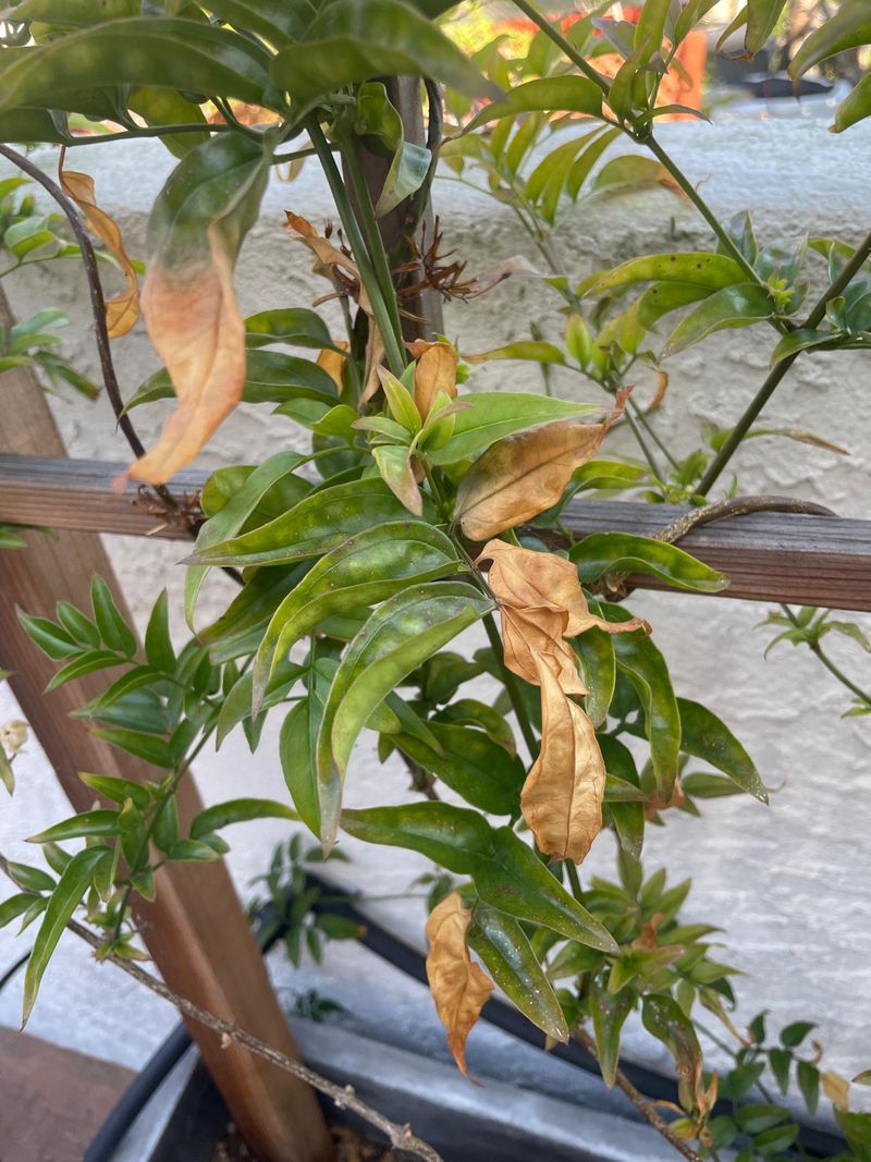 Irregular Watering Leaves Jasmine Thirsty And Browning