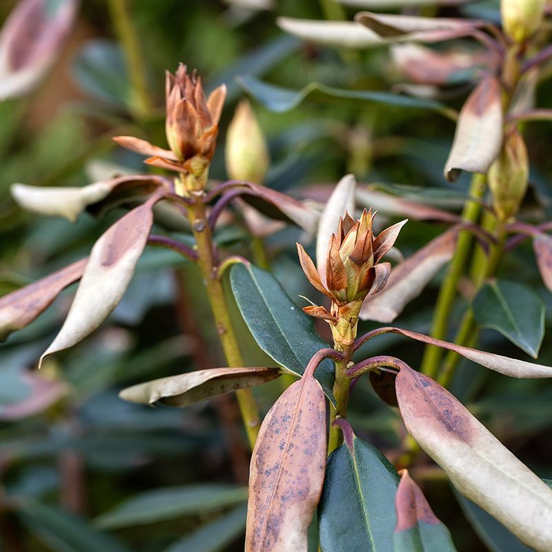 How To Fix The Problem And Restore Healthy Growth