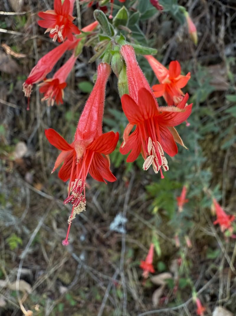California Fuchsia