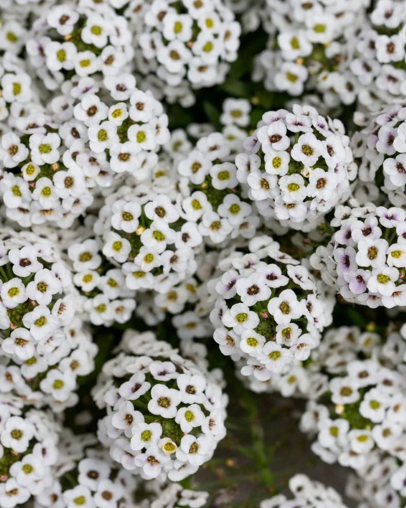 Alyssum Forming A Soft Fragrant Carpet