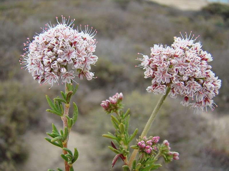 Yarrow Leaf Buckwheat Adds Flower Clusters And Pollinator Support