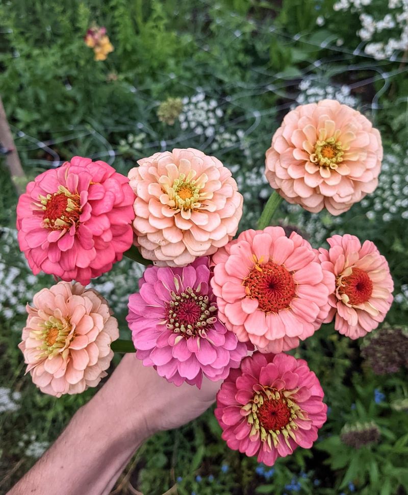Zinnia Seeds Producing Vibrant Summer Color