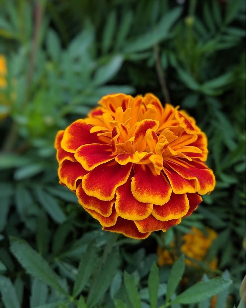Marigolds