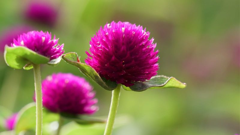 Gomphrena