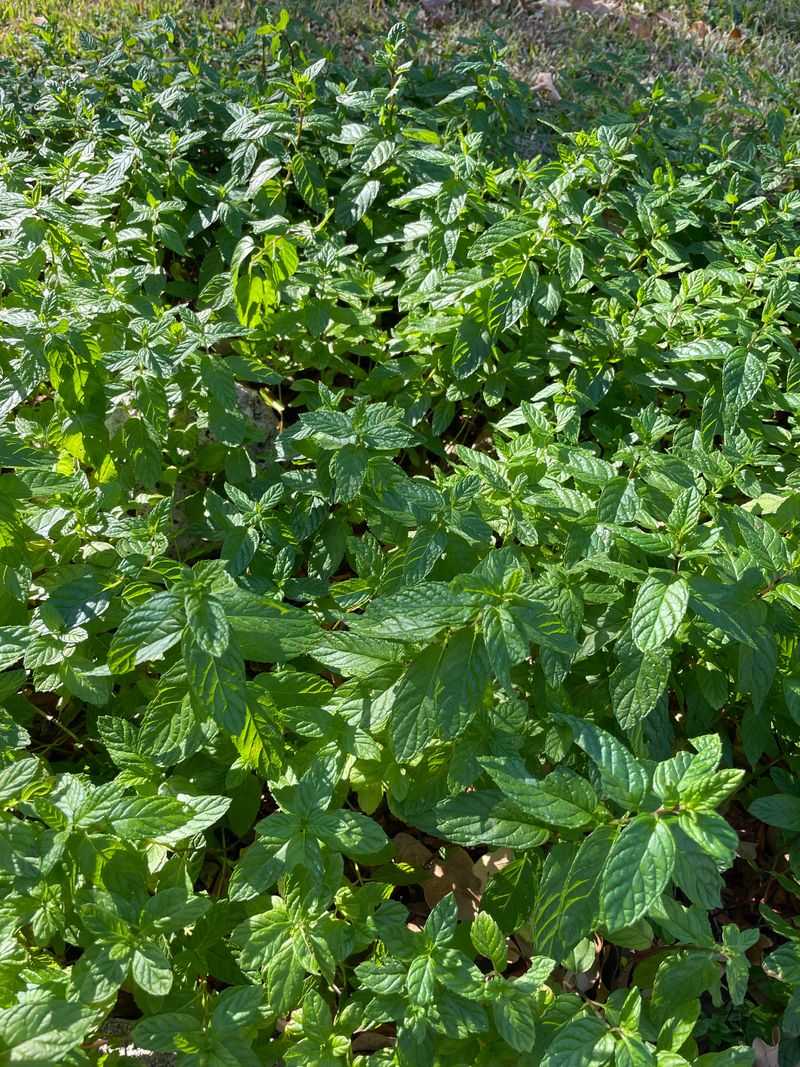 Mint Can Spread Aggressively And Compete With Tomatoes