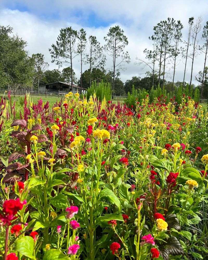 Celosia Adds Unique Texture And Vibrant Color To Hot Gardens