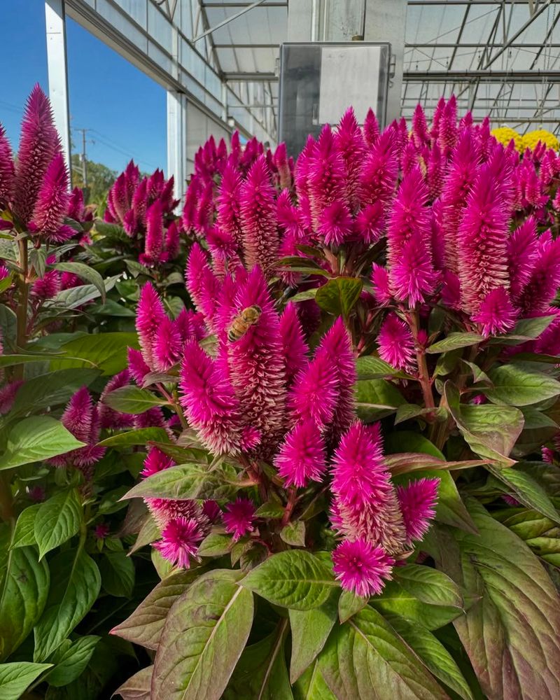 Celosia Handles Rising Temperatures And Early Planting