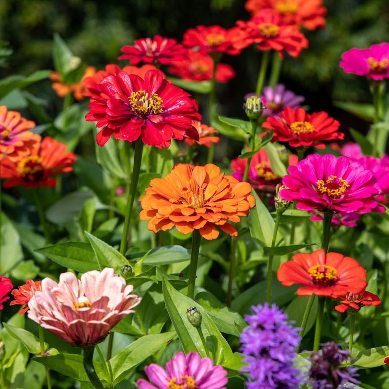 Zinnias (Zinnia Elegans)