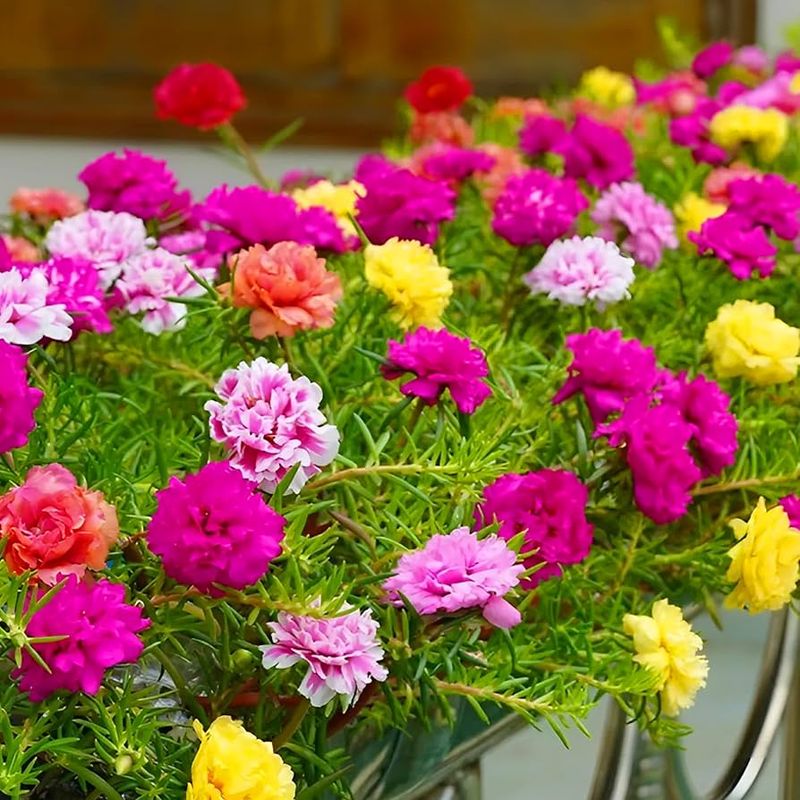 Moss Rose (Portulaca Grandiflora)