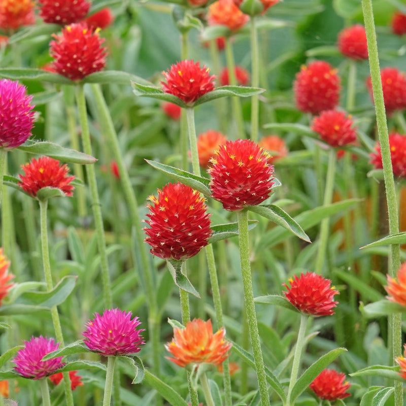 Gomphrena Keeps The Color Coming In Heat