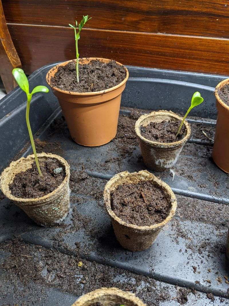 Plant Seeds After Soil Warms In Spring