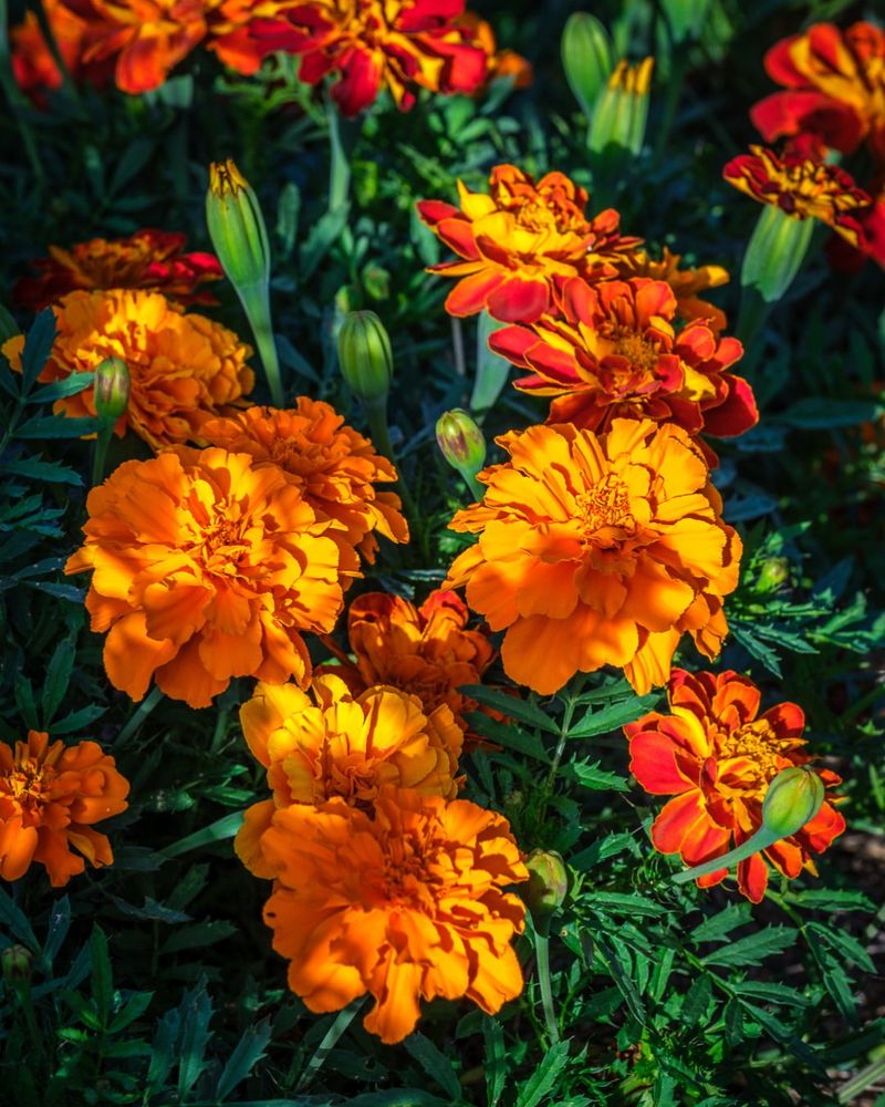 Marigolds Establish Fast With Early Sowing