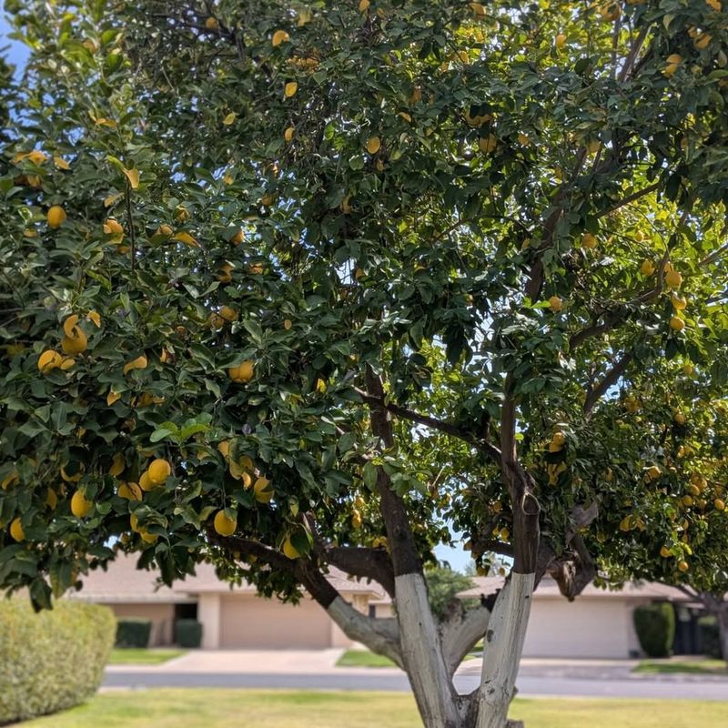 Fertilizing And Long-Term Care After Planting