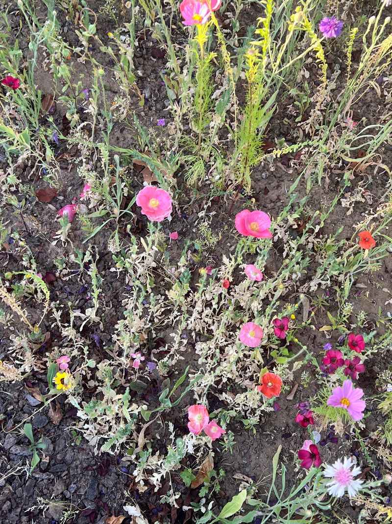 Native Seed Banks And Past Land Use History