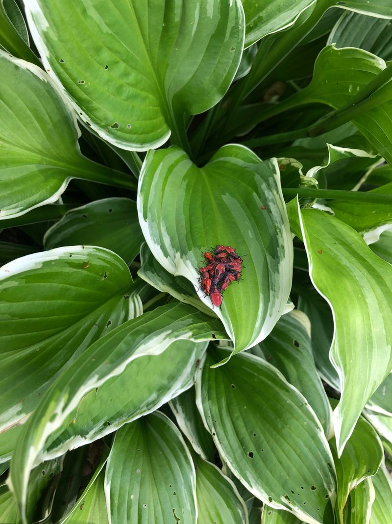 Freeze And Thaw Swings Push Them Into View