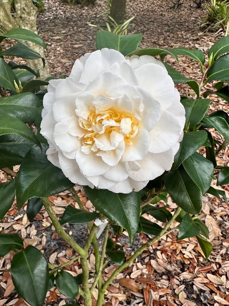 Mead Botanical Garden Nursery Celebrating Nature’s Beauty