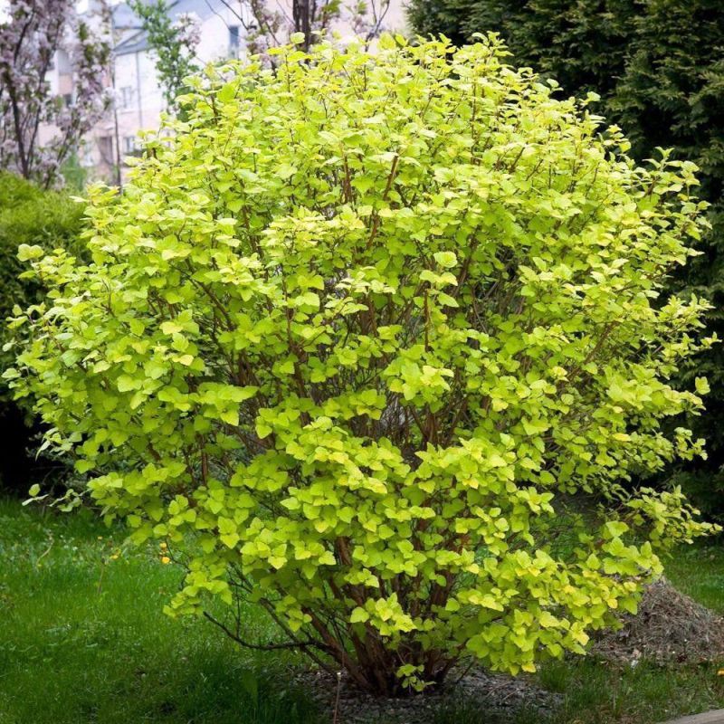 Ninebark Brings Bold Golden Drama