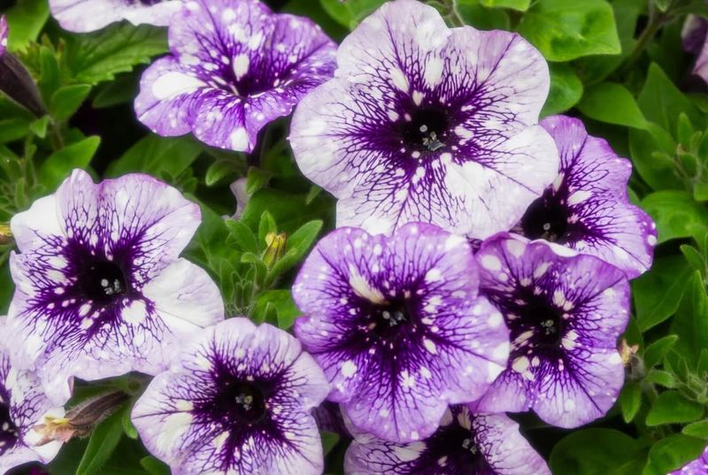 Surprise Sparkle Blue Vein Petunia
