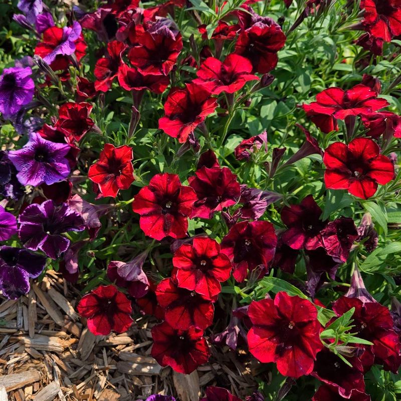 Why Modern Petunia Hybrids Are Built For North Carolina's Climate