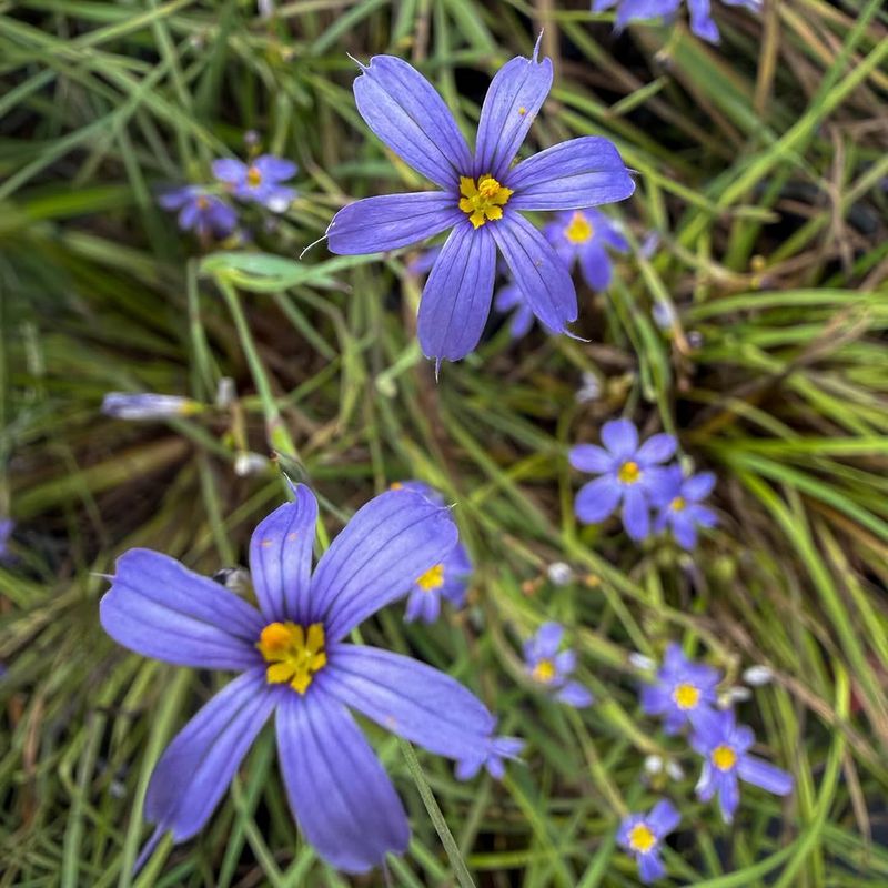 Enhance Your Borders Using Blue Eyed Grass