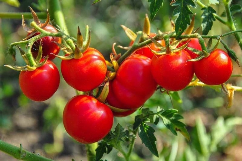 Watch Late Season Temperatures To Protect Ripening Fruit