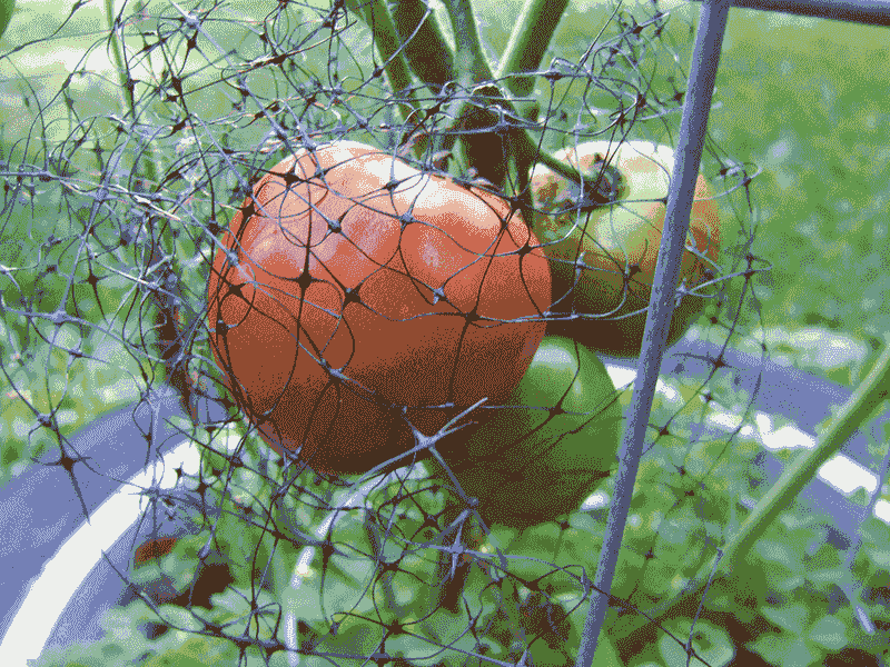 Protect Your Plants From Tennessee Pests And Weather