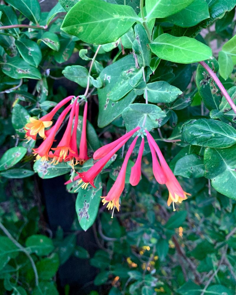 Light Pruning Keeps It Full Without Sacrificing Future Blooms