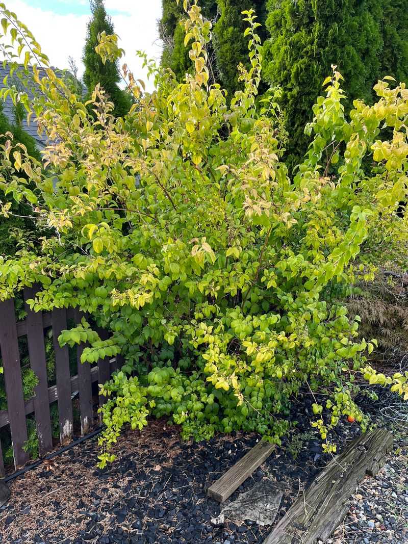 Prevents Root Stress