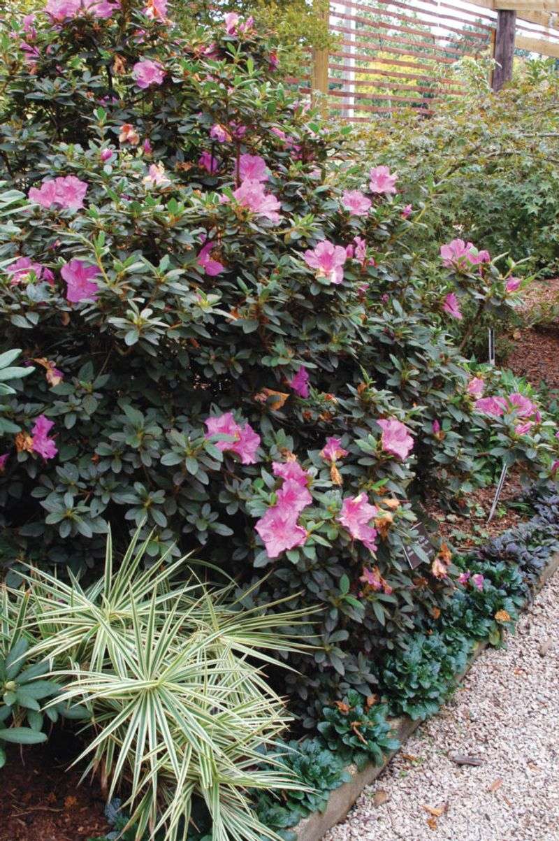 Timing Aligns With NC Gardening Practices
