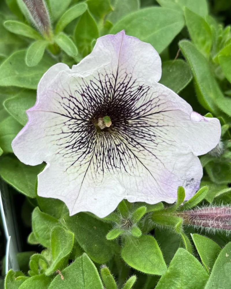 Crazytunia 'Black And White'