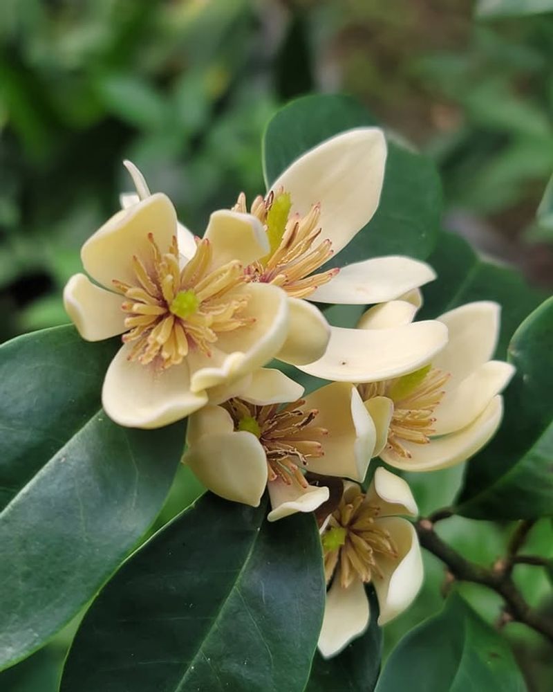 Banana Shrub With Tropical, Sweet-Scented Blooms