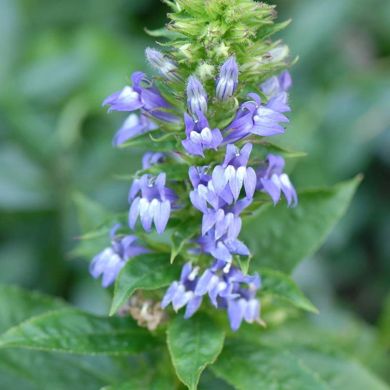 Great Blue Lobelia (Lobelia Siphilitica)