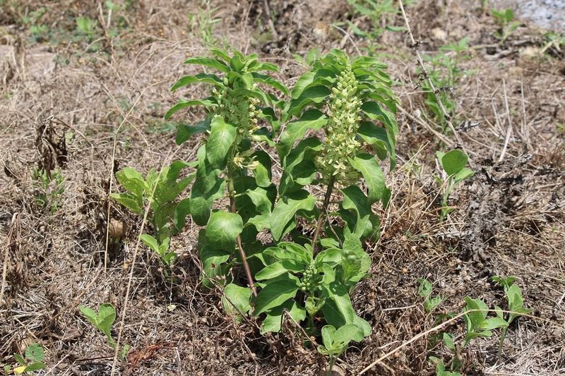 Zizotes Milkweed Built For Tough Summer