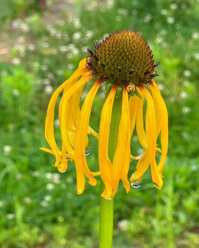 Yellow Coneflower Brightening Any Spot