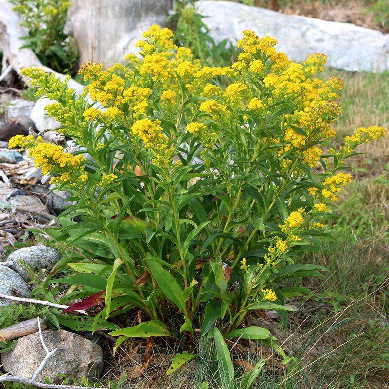 Seaside Goldenrod Glows Along Sunny Shores